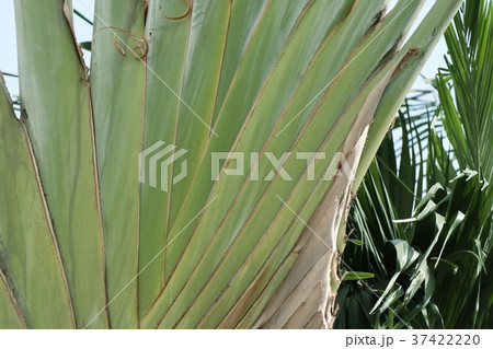 A Traveller's Palm 37422220