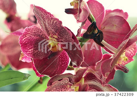 Pink vanda orchids flower Pink vanda orchids flower 37422309