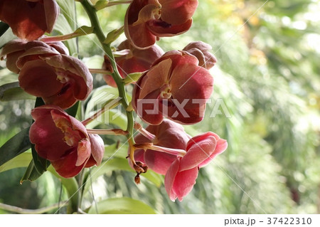 Vanda orchids flower natural Vanda orchids flower natural 37422310