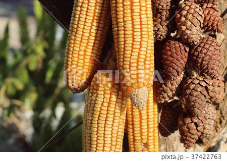 Corn cob on tree 37422763