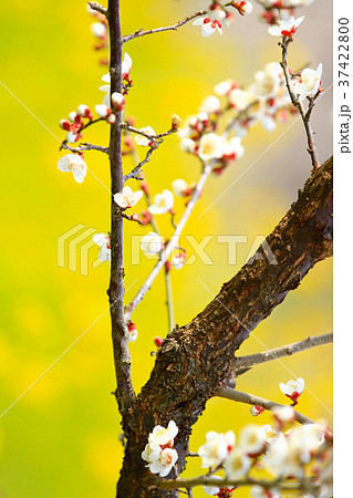 春の梅の花と梅の木 鮮やかな黄色の菜の花背景 早春の風物詩 和歌山南部梅林 Plum Blossomの写真素材