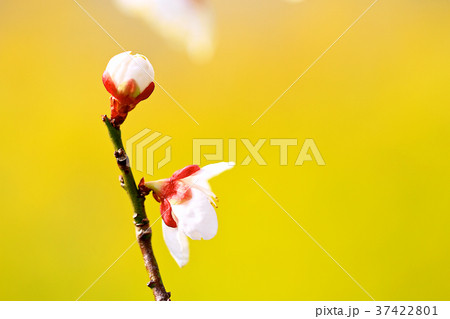 春の梅の花と梅の木 鮮やかな黄色の菜の花背景 早春の風物詩 和歌山南部梅林 Plum Blossomの写真素材