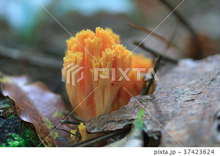 キホウキタケ 37423624