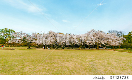 桜 四月の後楽園 桜 四月の後楽園 37423788