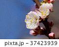 White cherry flowers 37423939