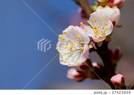 White cherry flowers 37423939