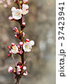 White cherry flowers 37423941