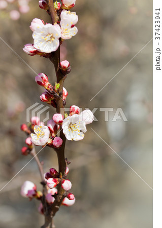 White cherry flowers White cherry flowers 37423941