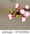 White cherry flowers 37423942