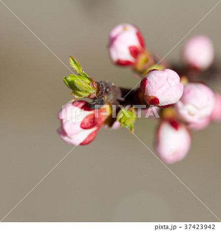 White cherry flowers 37423942