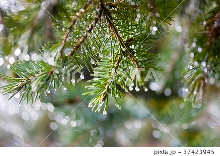 Pine twig with raindrops 37423945