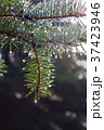 Pine twig with raindrops 37423946