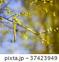 Blossoming birch 37423949