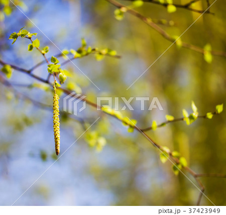 Blossoming birch 37423949