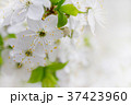 White cherry flowers 37423960