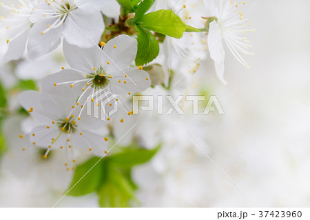White cherry flowers 37423960