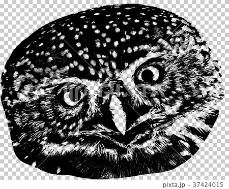 フクロウ ふくろう 梟 37424015