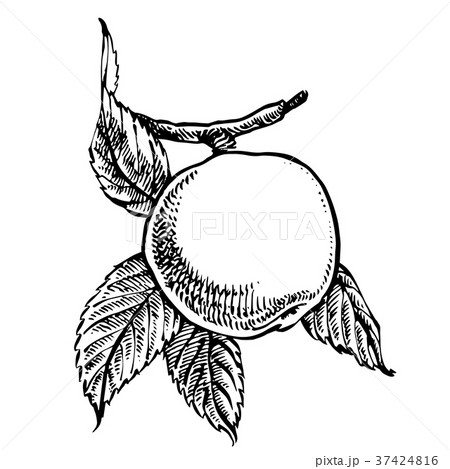 Collection of hand drawn apples. Illustrations in 37424816