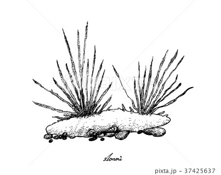 Hand Drawn of Aonori Seaweed on White Background Hand Drawn of Aonori Seaweed on White Background 37425637