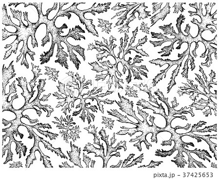 Hand Drawn of Carola Seaweed on White Background Hand Drawn of Carola Seaweed on White Background 37425653