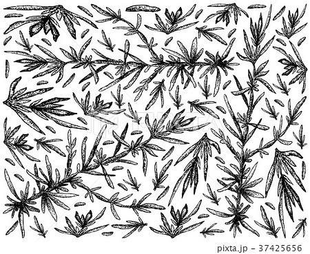 Hand Drawn of Hijiki Seaweed on White Background 37425656