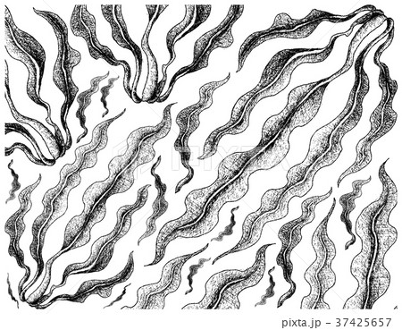 Hand Drawn of Kombu Seaweed on White Background 37425657