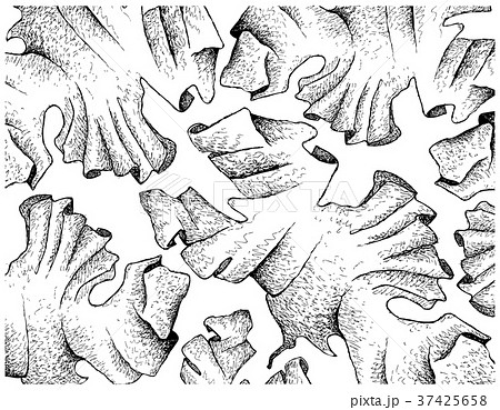 Hand Drawn of Laver Seaweed on White Background 37425658