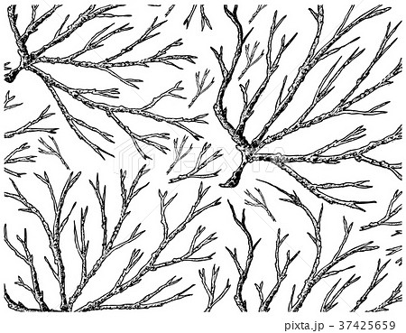 Hand Drawn of Ogonori Seaweed on White Background 37425659