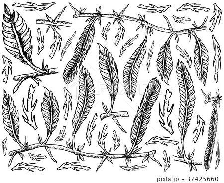 Caulerpa Taxifoli Seaweed on White Background 37425660