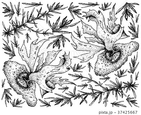 Hand Drawn of Sea Vegetables or Seaweed Background 37425667