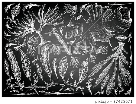 Sea Vegetables or Seaweed on Chalkboard 37425671
