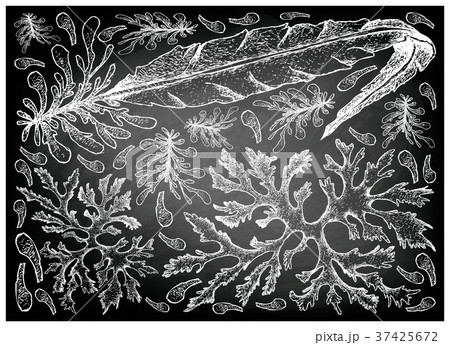 Sea Vegetables or Seaweed on Chalkboard 37425672