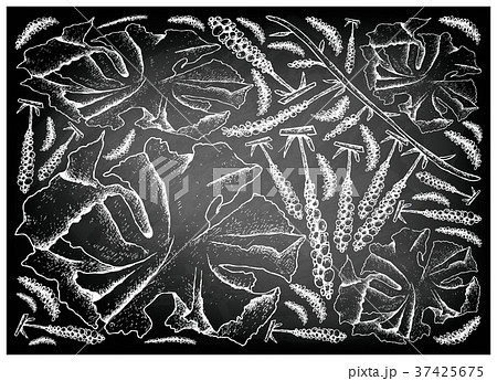 Sea Vegetables or Seaweed on Chalkboard 37425675