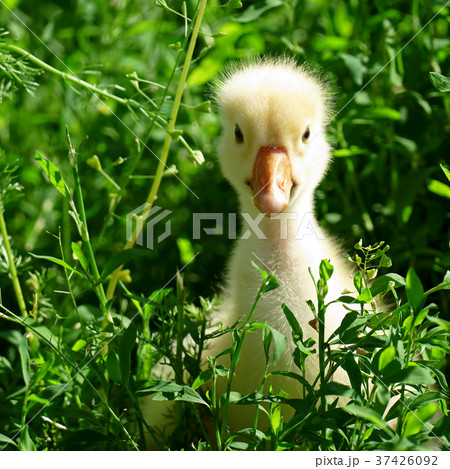 small yellow gosling in the grass small yellow gosling in the grass 37426092