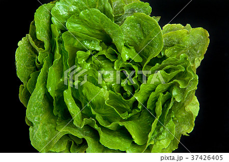 Top view close up of a head of lettuce Top view close up of a head of lettuce 37426405