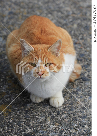 箱座りの茶白猫が少し見上げたところを正面からのアップ 37427037