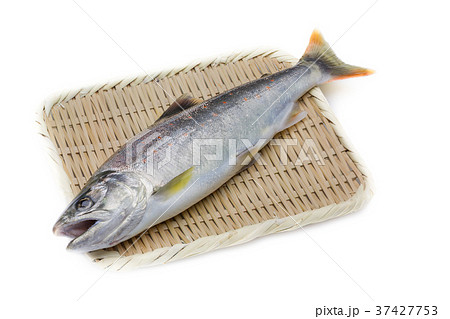 アマゴ アマゴ 37427753