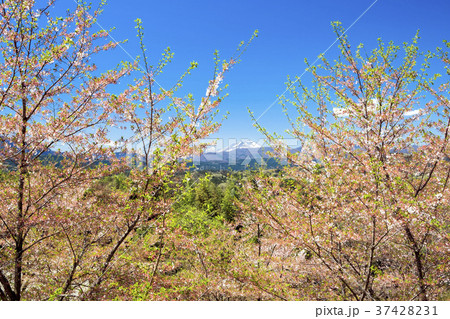 遅咲きの桜と浅間山 遅咲きの桜と浅間山 37428231