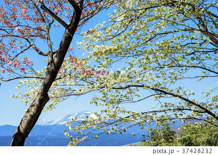 白とピンクの桜と浅間山 37428232