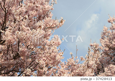 桜(エドヒガン) 桜(エドヒガン) 37428413