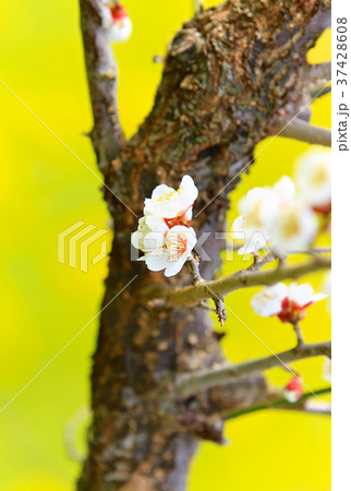 春の梅の花と梅の木 鮮やかな黄色の菜の花背景 早春の風物詩 和歌山南部梅林 Plum Blossomの写真素材