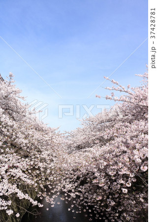 目黒川の桜 目黒川の桜 37428781