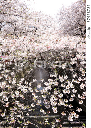 目黒川の桜 37428785