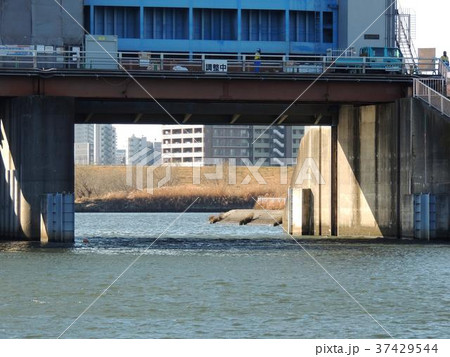 新芝川水門 37429544