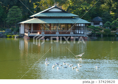 清澄庭園:大泉水と涼亭 清澄庭園:大泉水と涼亭 37429620