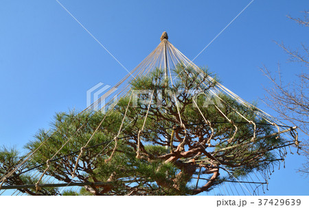 清澄庭園:雪吊り 清澄庭園:雪吊り 37429639