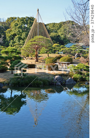 清澄庭園：雪吊り 37429640