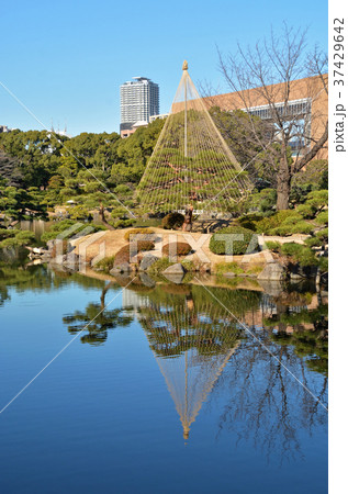 清澄庭園：雪吊り 37429642