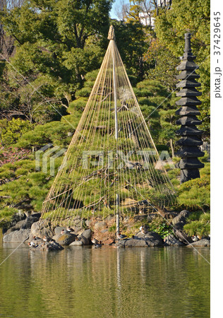 清澄庭園：雪吊り 37429645