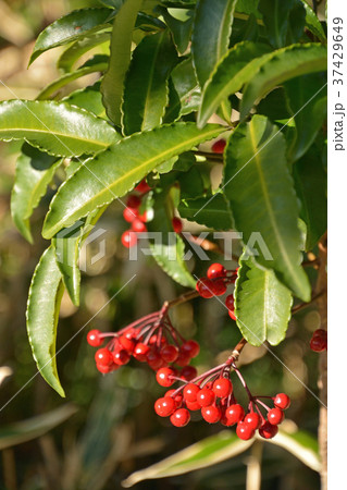 清澄庭園：マンリョウ　サクラソウ科 37429649